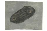 Silurian Trilobite (Trimerus) Fossil - New York #295561-1